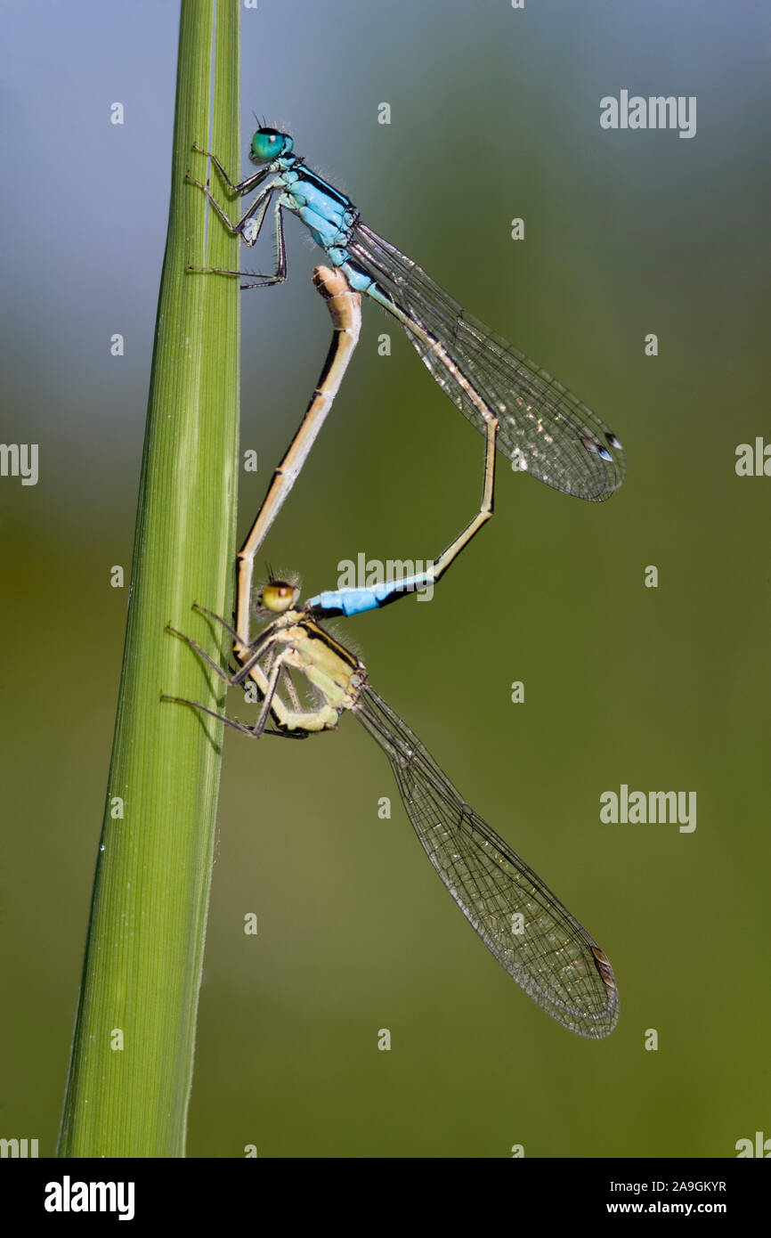 Groﬂe Pechlibellen (Ischnura elegans) bei der Paarung Stock Photo