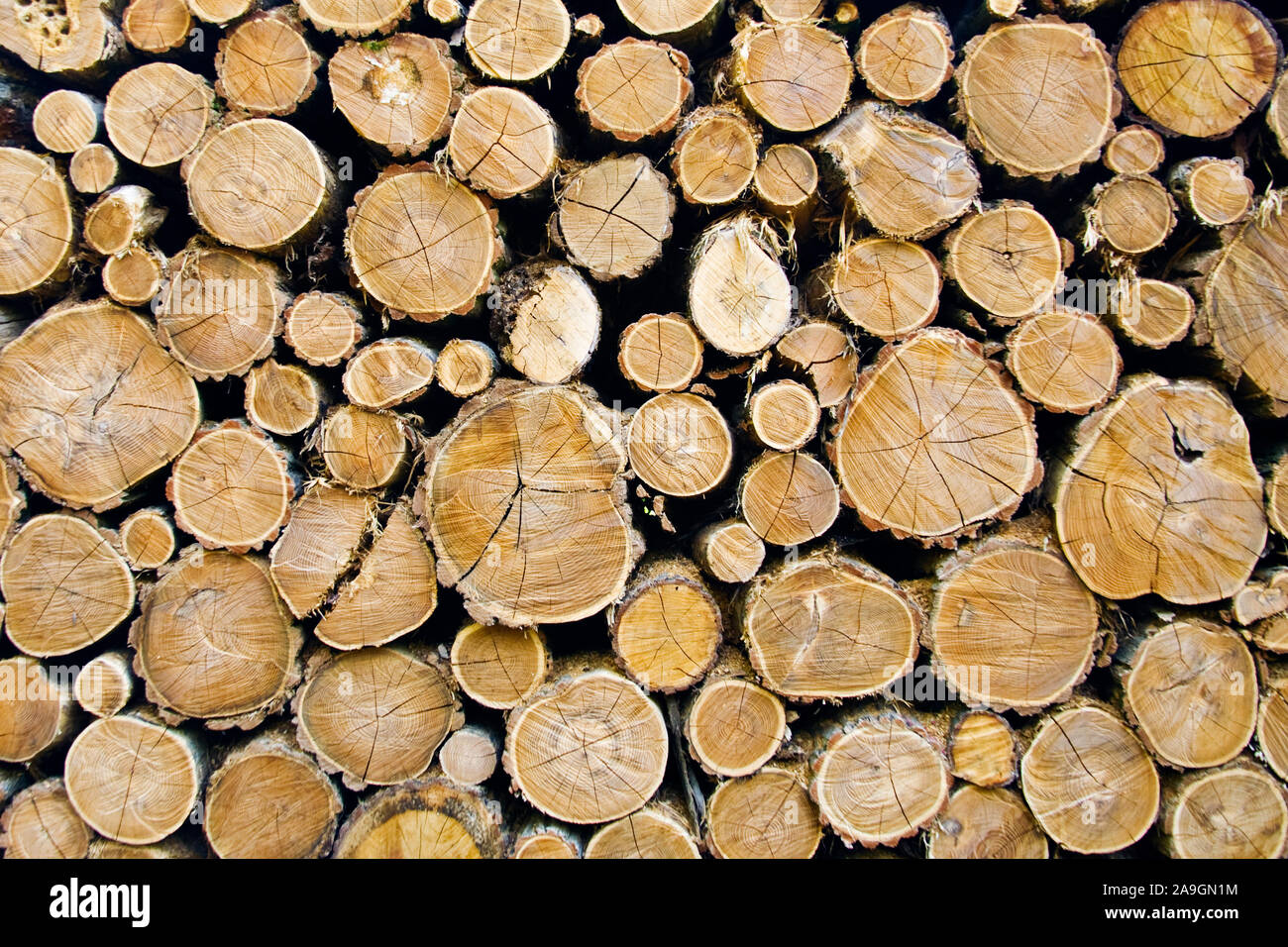 Aufgestapelte Baumstämme - Brennholz Stock Photo