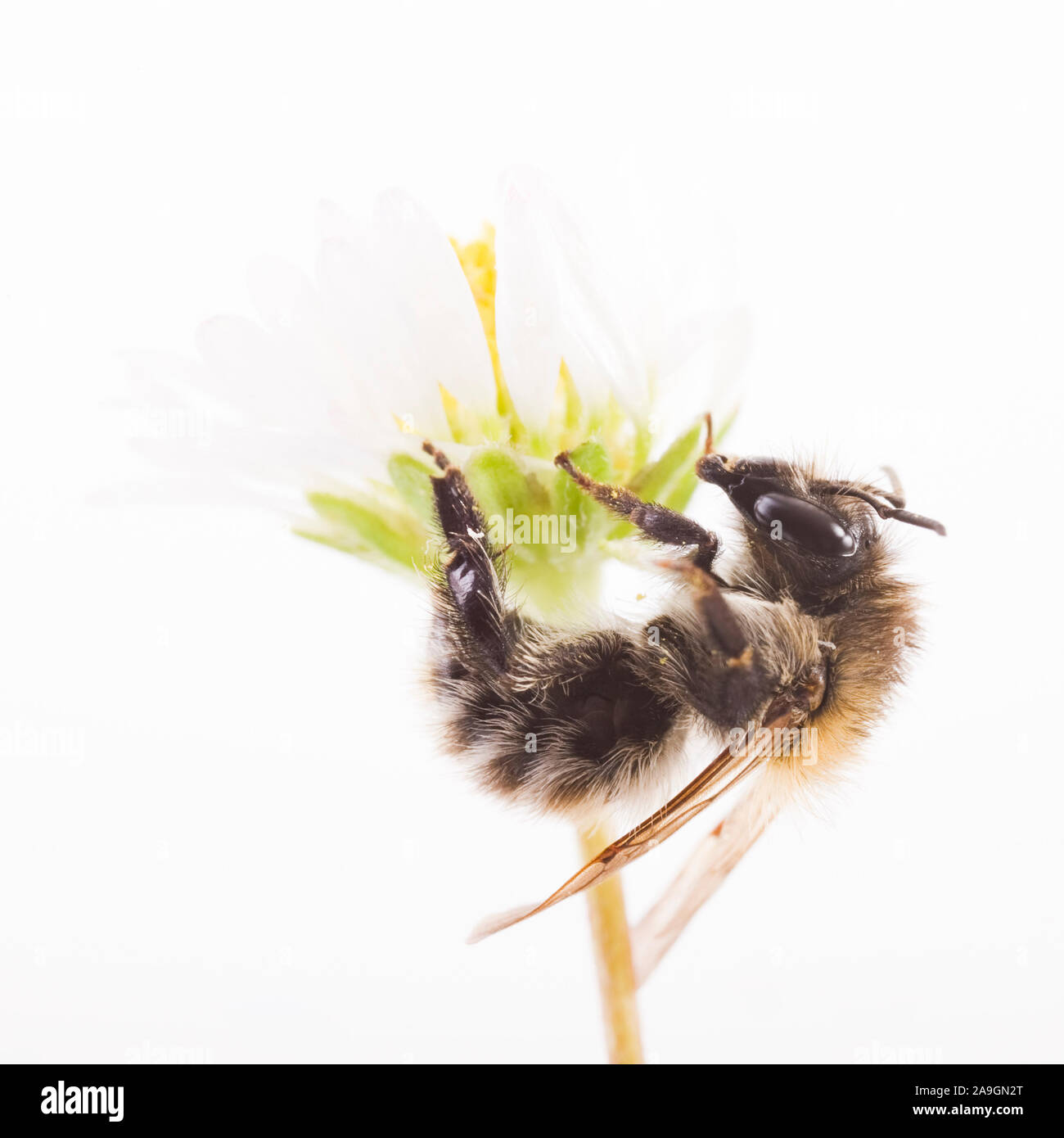 Erdbiene (Andrena) Stock Photo