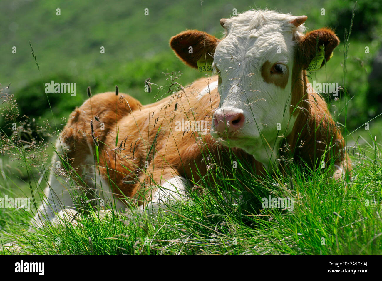 Braunvieh, Rind, Kuh, Stock Photo