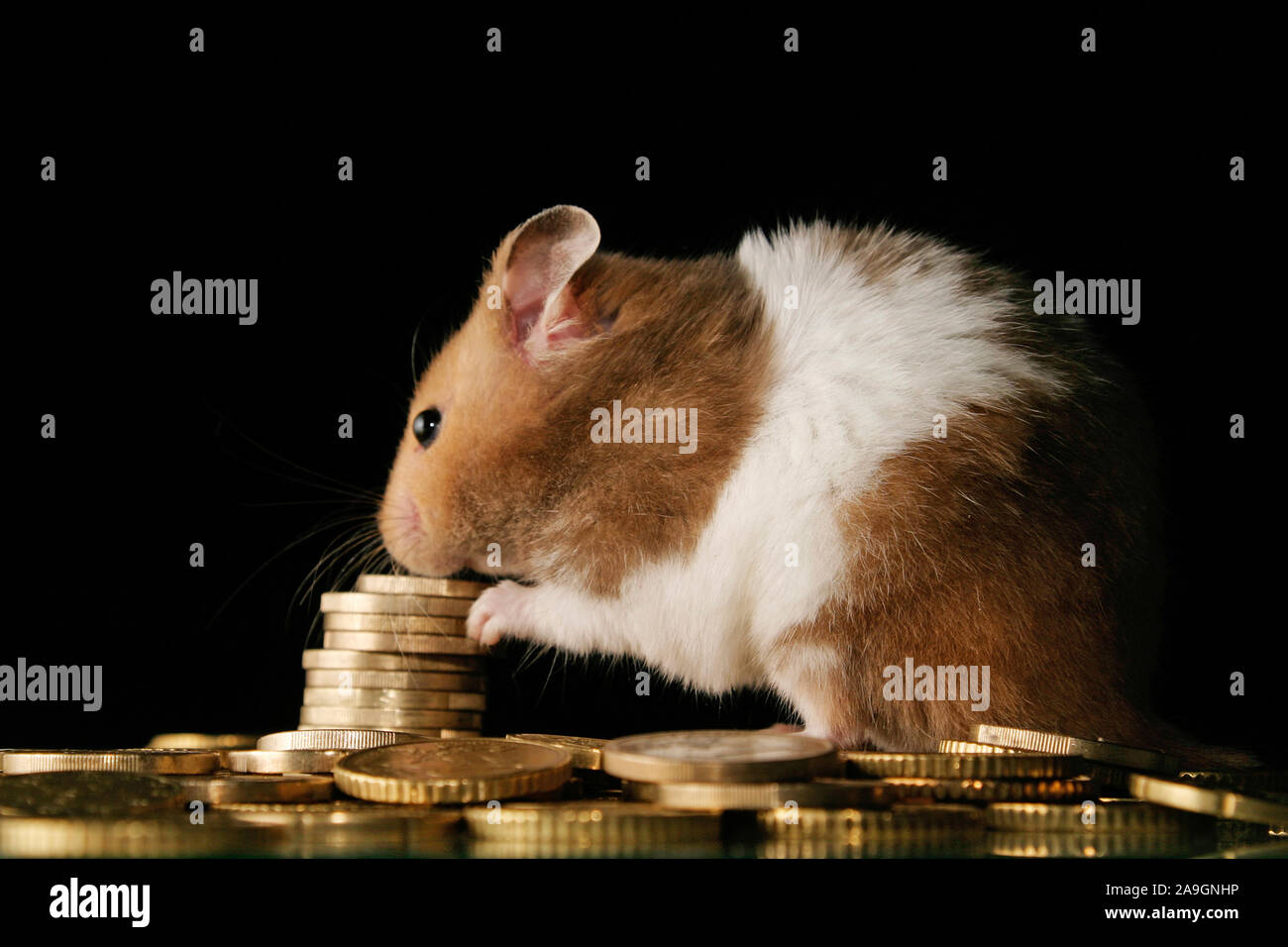 Goldhamster mit Euromuenzen - golden hamster with euros Stock Photo