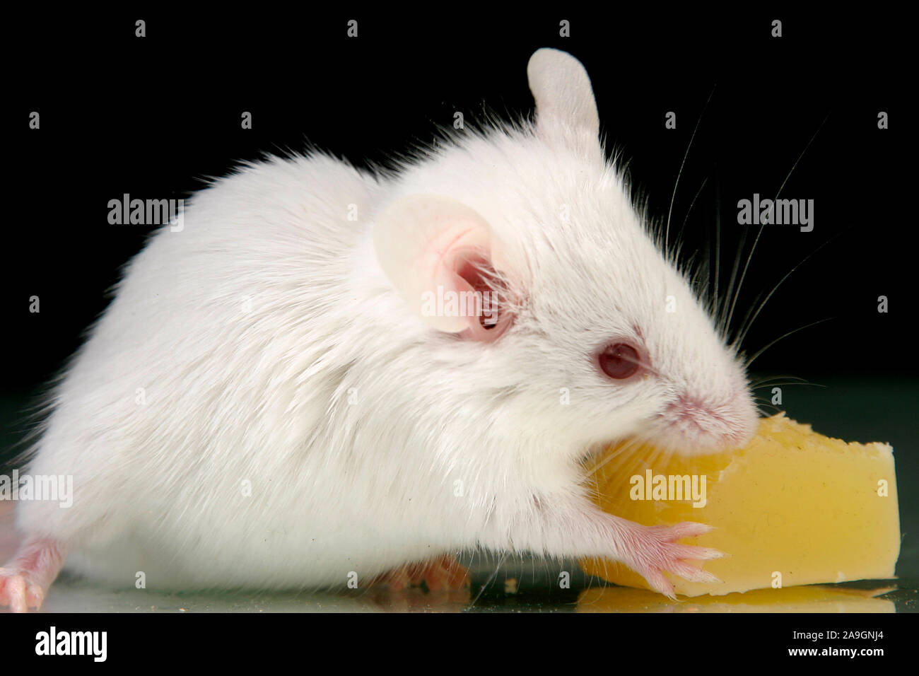 Weisse M‰use beim Fressen - white mouse eat cheese Stock Photo