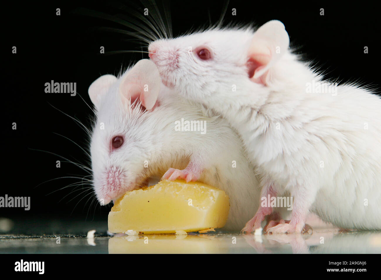 Weisse M‰use beim Fressen - white mouse eat cheese Stock Photo