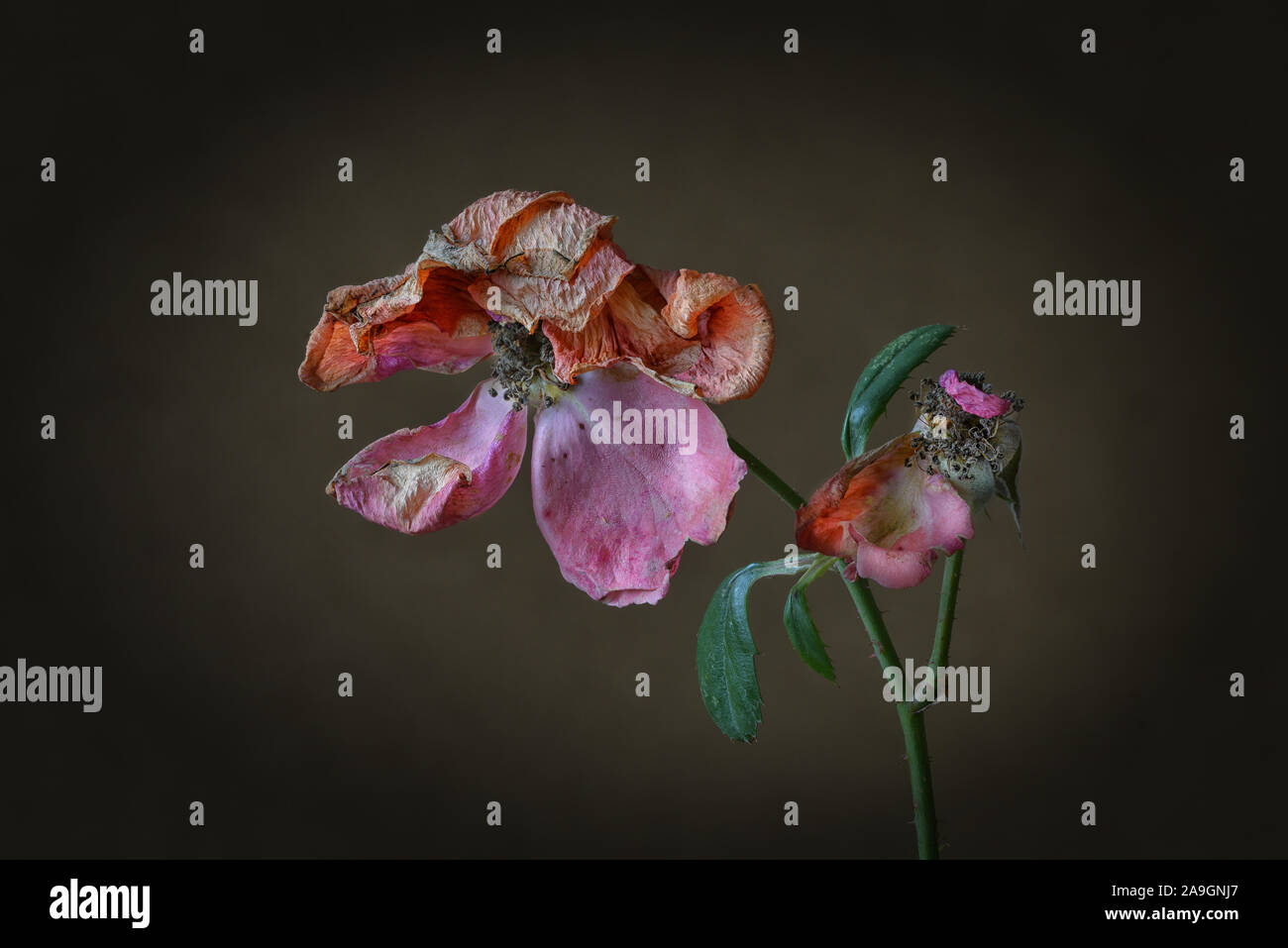 Faded Roses With Dark Background Stock Photo 332897103 Alamy