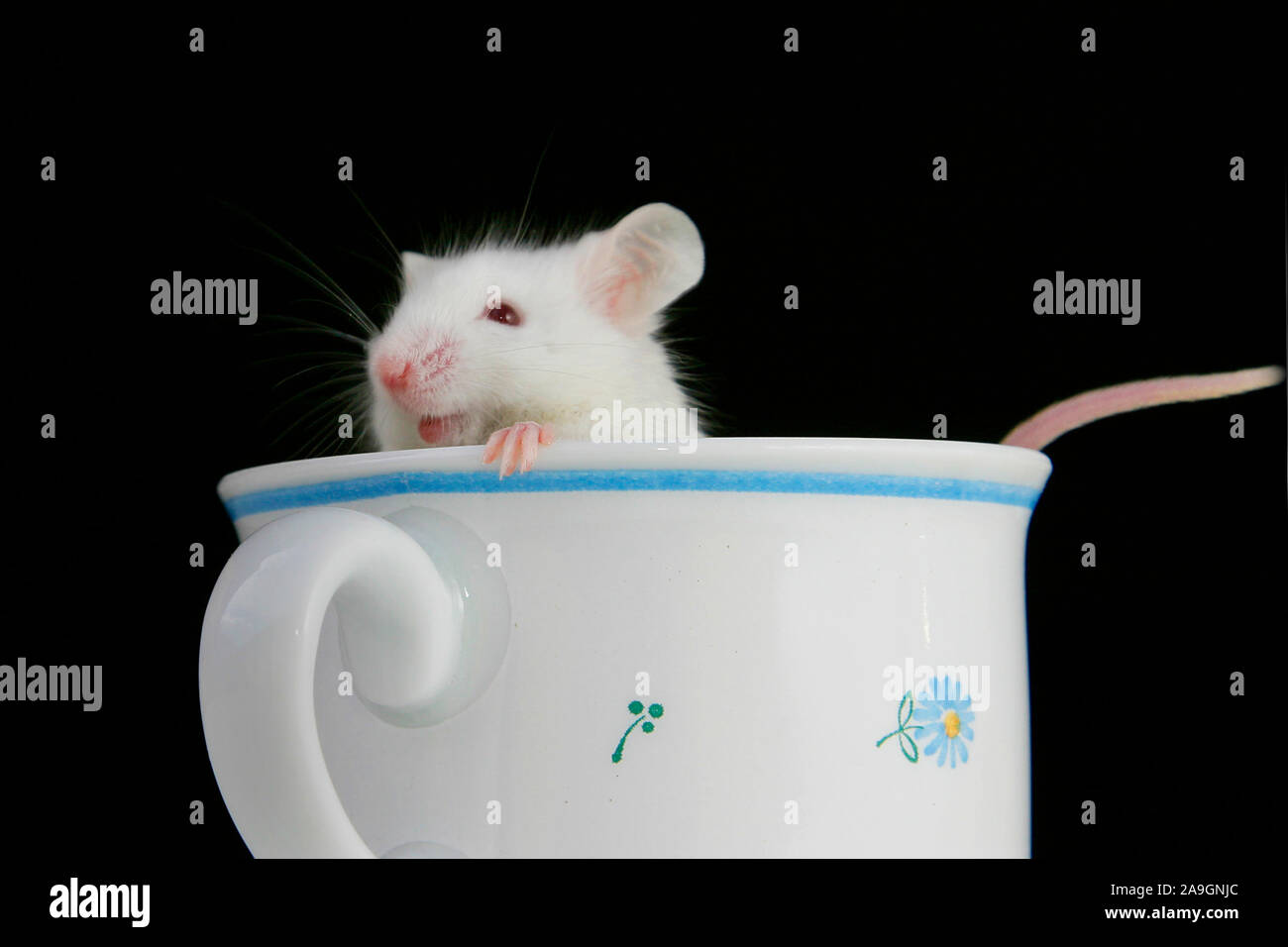 Weisse Maus in einer Kaffeetasse - white mouse in cup Stock Photo