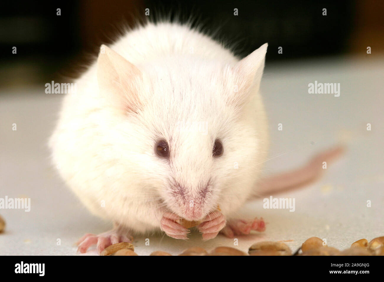 Weisse Maus beim Fressen - white mouse by eating Stock Photo