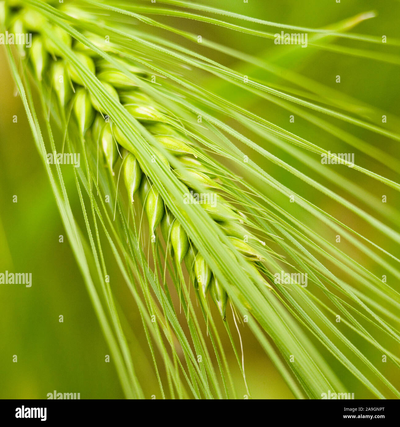 Getreideähre - Gerste Stock Photo