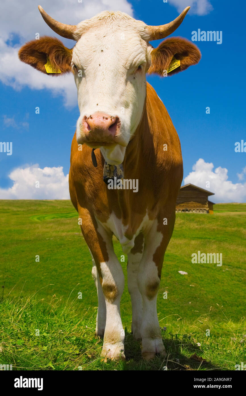 Kuh auf einer Alm - Cow on a Alm Stock Photo