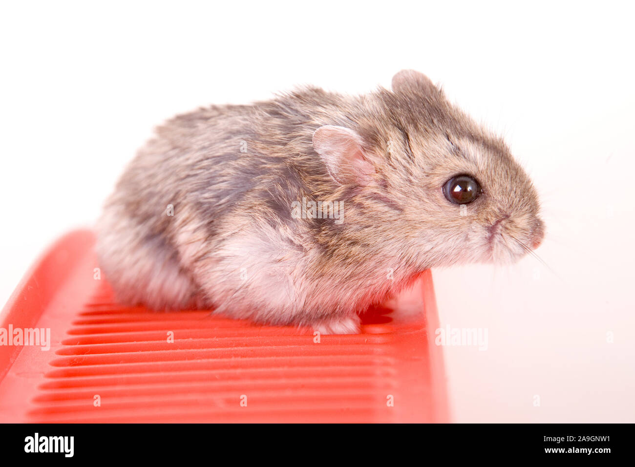Goldhamster, Mesocricetus auratus Stock Photo
