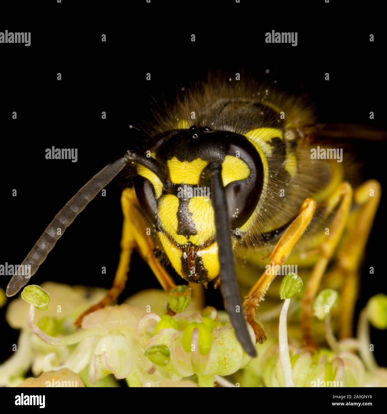Gemeine Wespe (Vespula vulgaris) Stock Photo