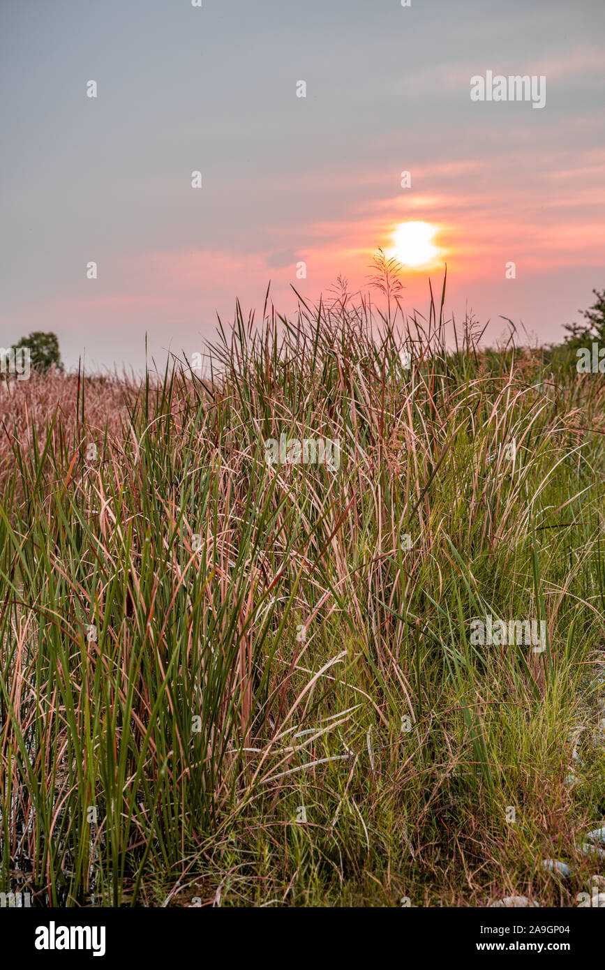Cluster of autumn vegetation Typha domingensis, known commonly as southern cattail or cumbungi against sunset Stock Photo