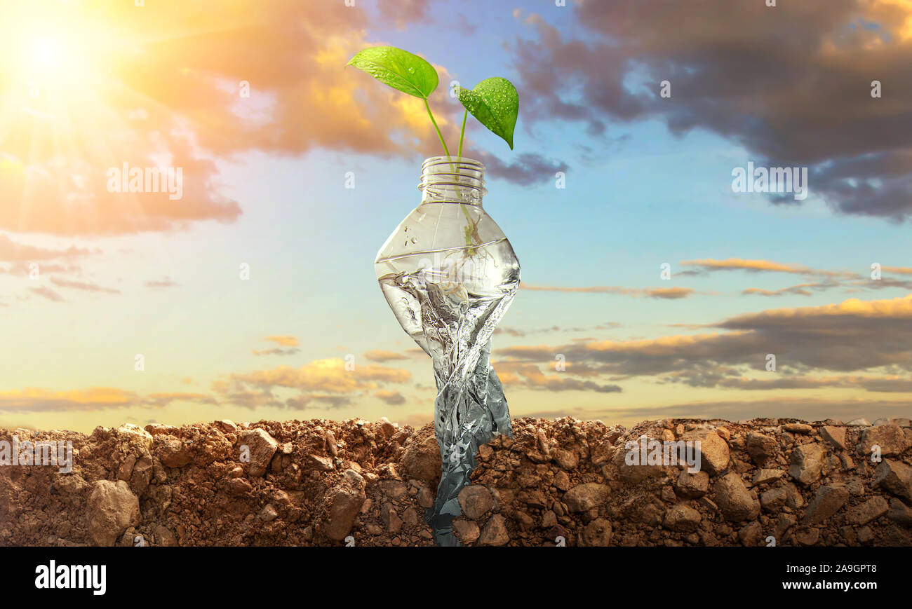 Planting trees in bottles on natural background. Conservation of forest concept Stock Photo