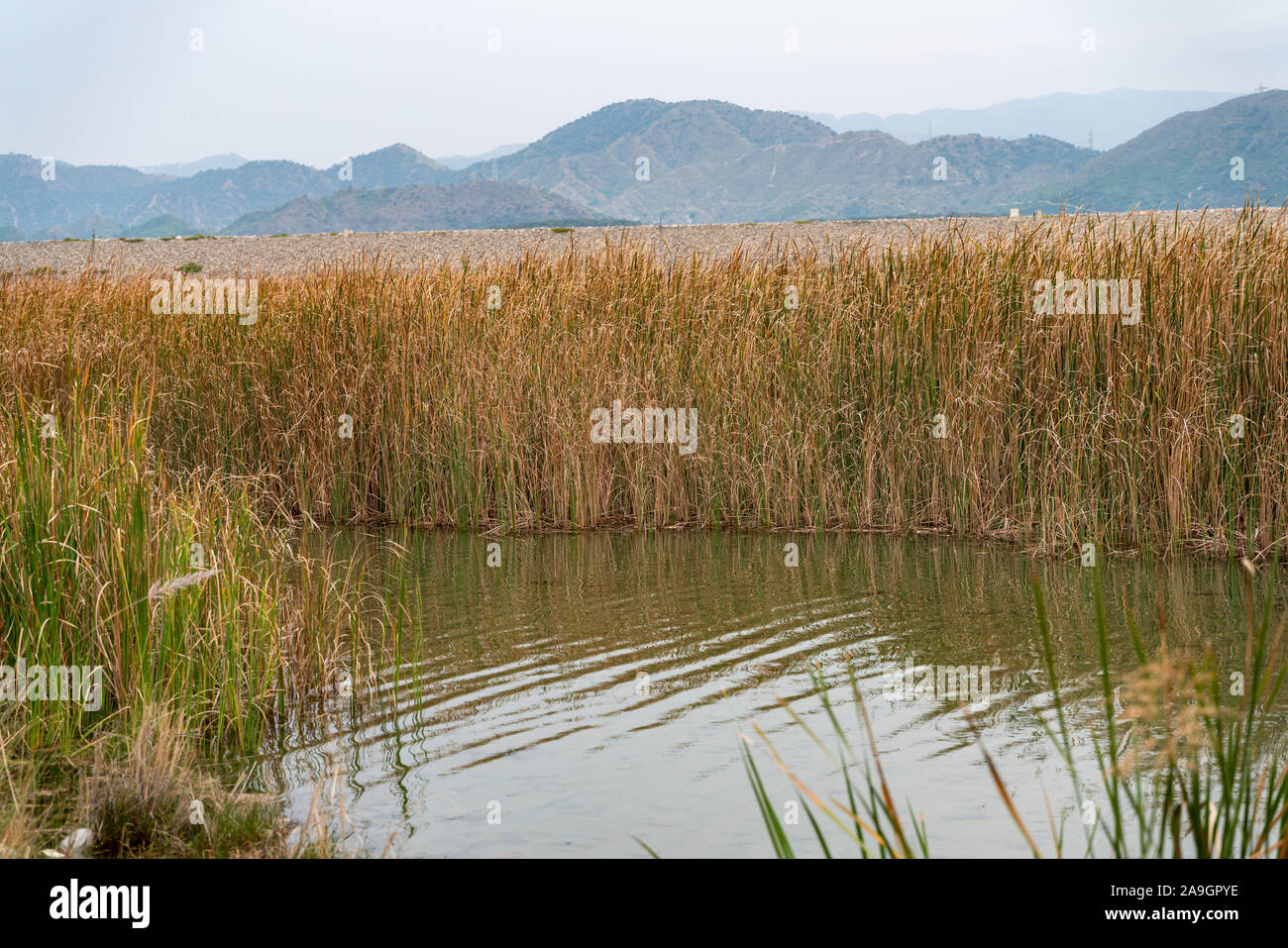 Cluster of autumn vegetation Typha domingensis, known commonly as southern cattail or cumbungi against mountains Stock Photo