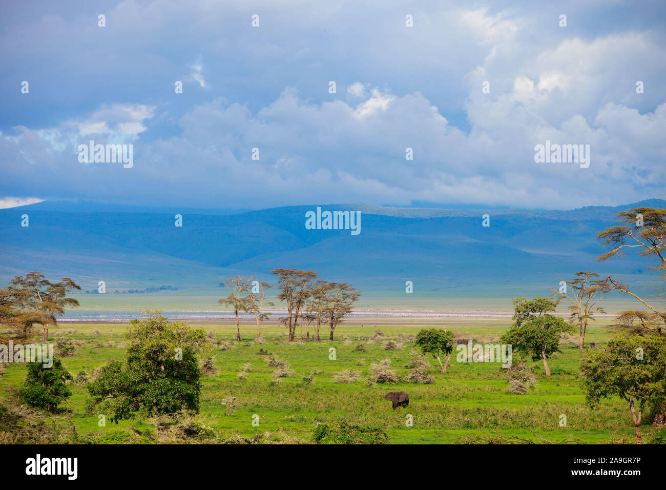 Tanzania, Tansania, Wildlife, Tiere, Landschaft Stock Photo