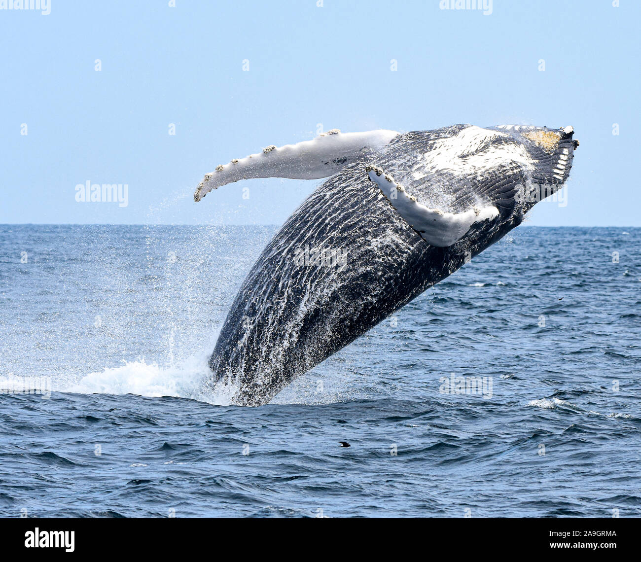 A humpback whale breaches with a twist as he begins his fall back to the ocean. (Megaptera novaeangliae) Stock Photo