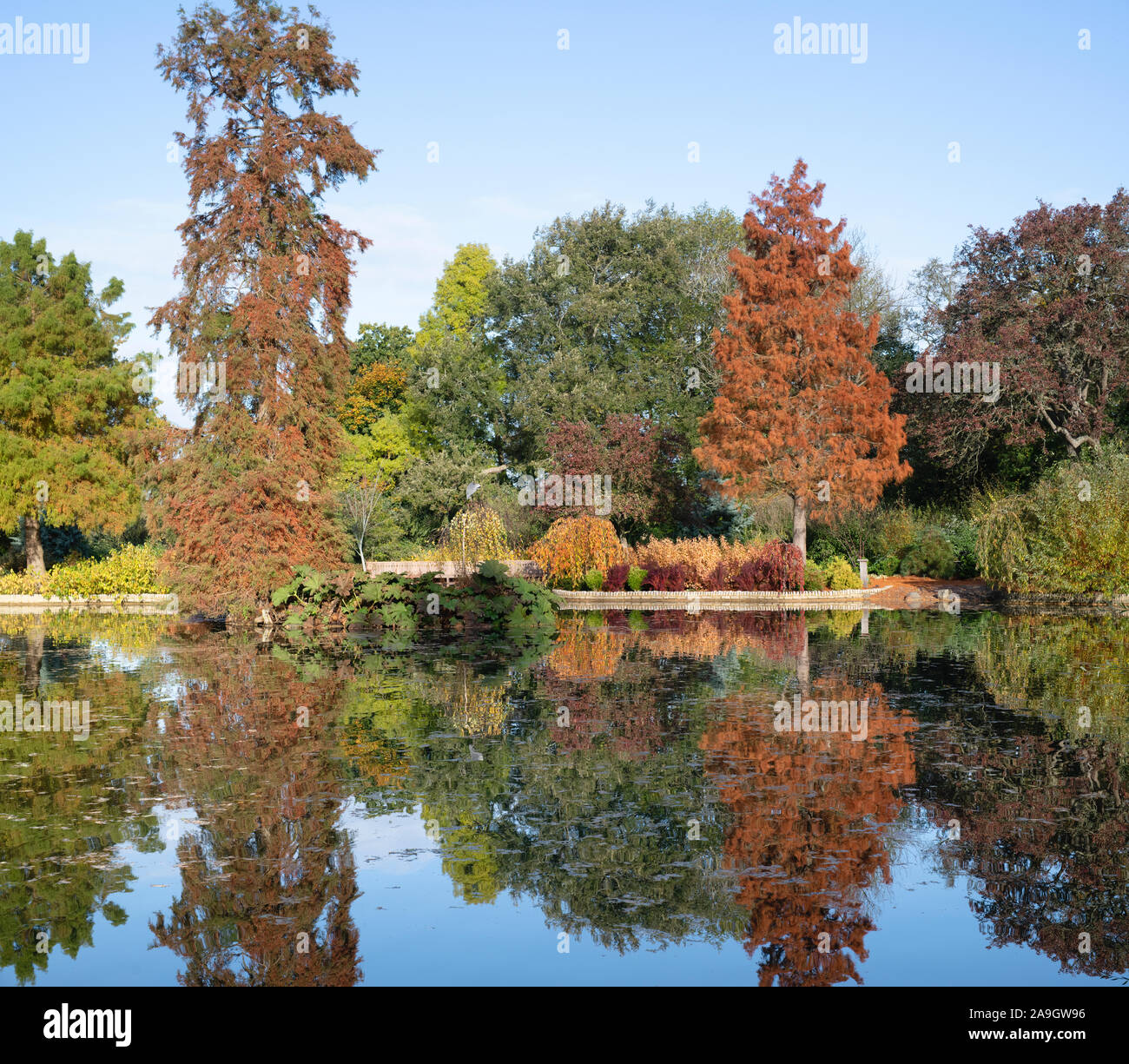 Taxodium distichum. Bald Cypress tree changing colour in autumn at RHS Wisley Gardens, Surrey, UK Stock Photo