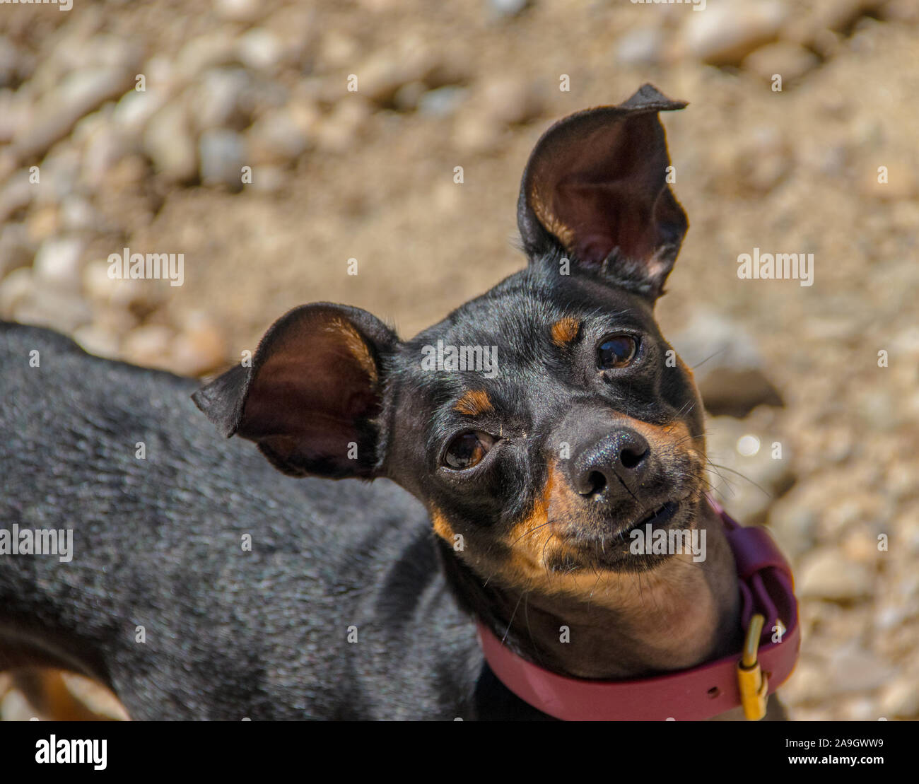 beautiful dog modeling and looking to camera Stock Photo Alamy