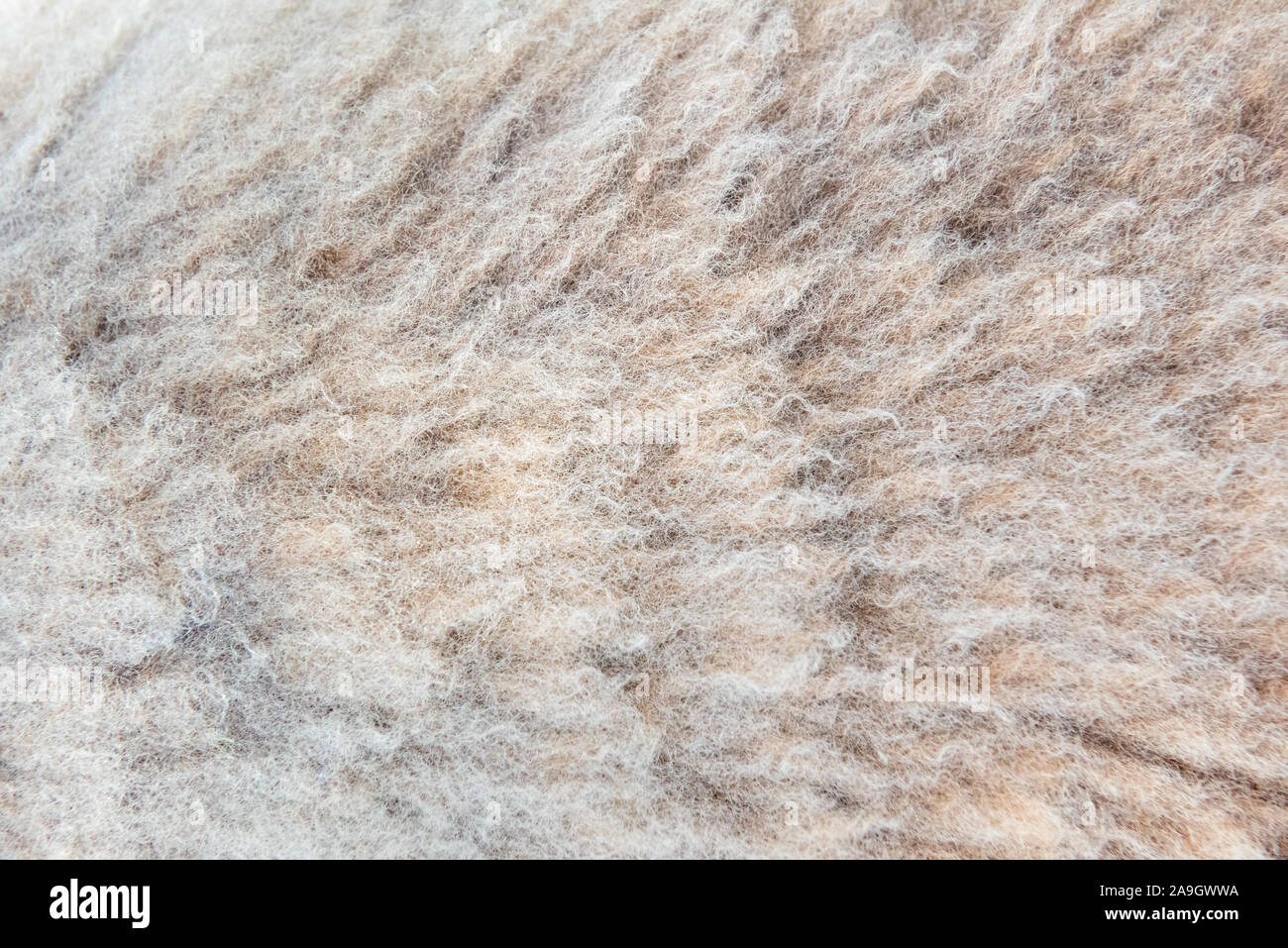 Sheepskin texture, natural wool sheep texture Stock Photo Alamy