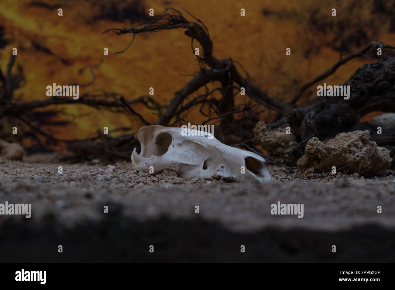 Mysterious skull of dead and long time rotted animal, perhaps a goat, standing on a sandy ground by the bush  next to a cliff somewhere in the mountin Stock Photo