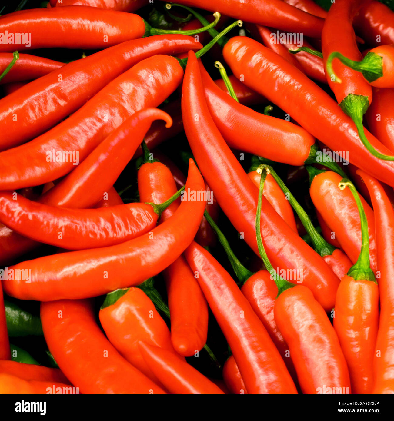 Red chili pepper Stock Photo Alamy