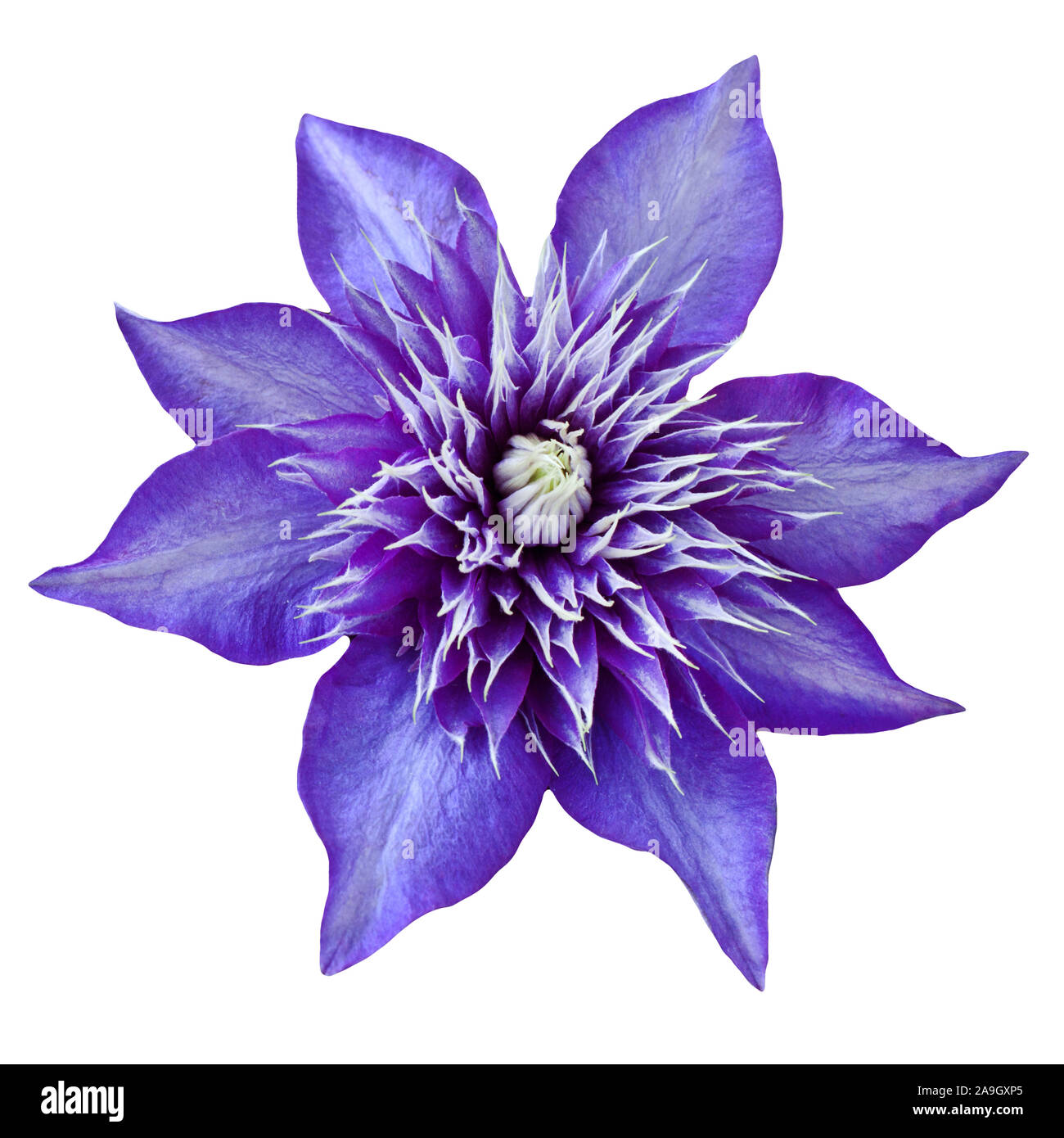 Clematis Multi Blue isolated against white background Stock Photo
