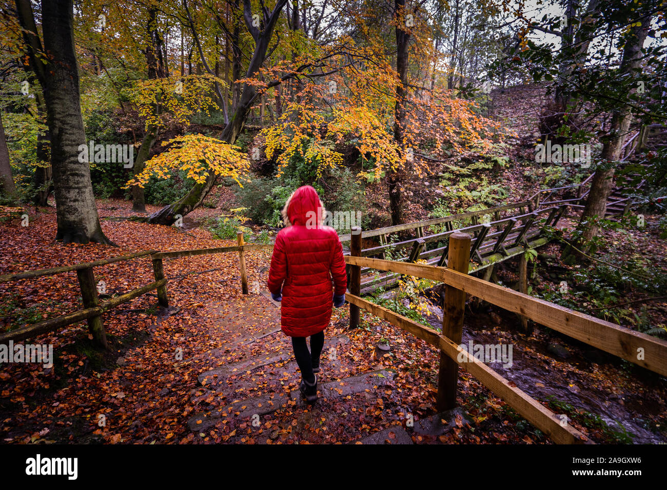 A young women walking towards, across and old wooden bridge in the UK countryside on a cold winters day, hiking a local mountain route, Stock Photo