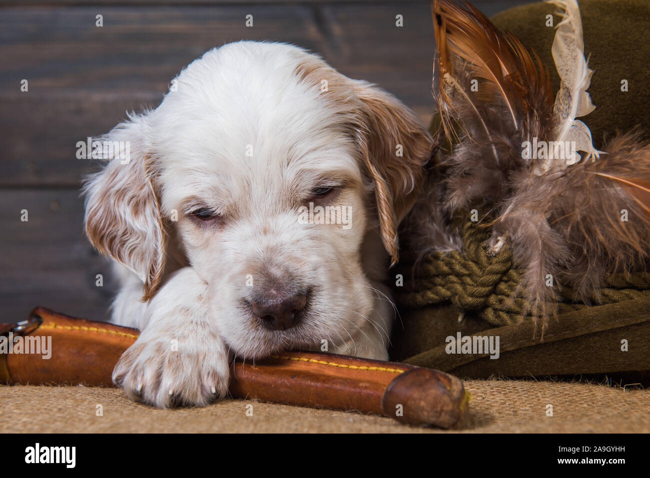 english setter puppy dog with knife and duck Stock Photo