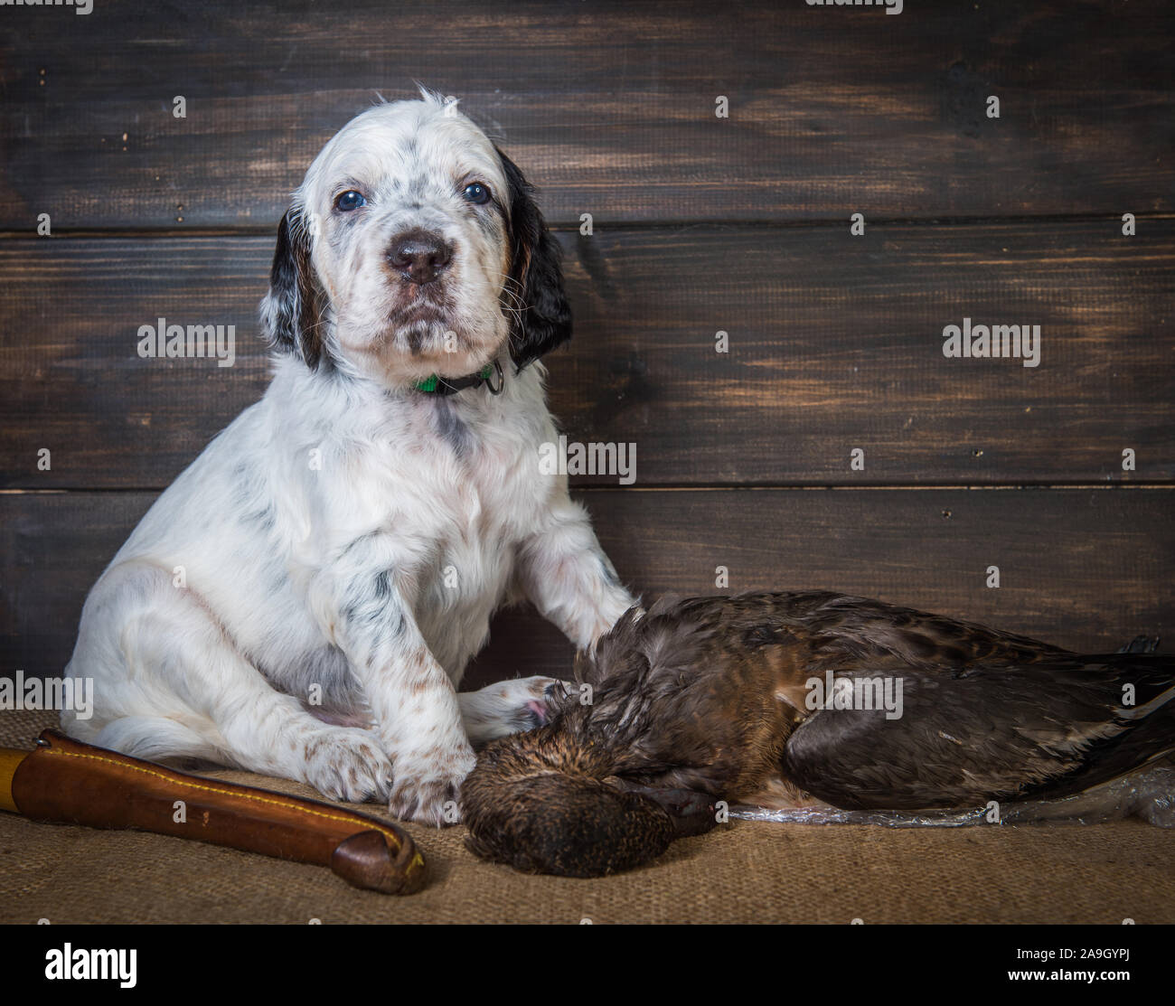 Cute english setter puppy dog with knife and duck Stock Photo Alamy