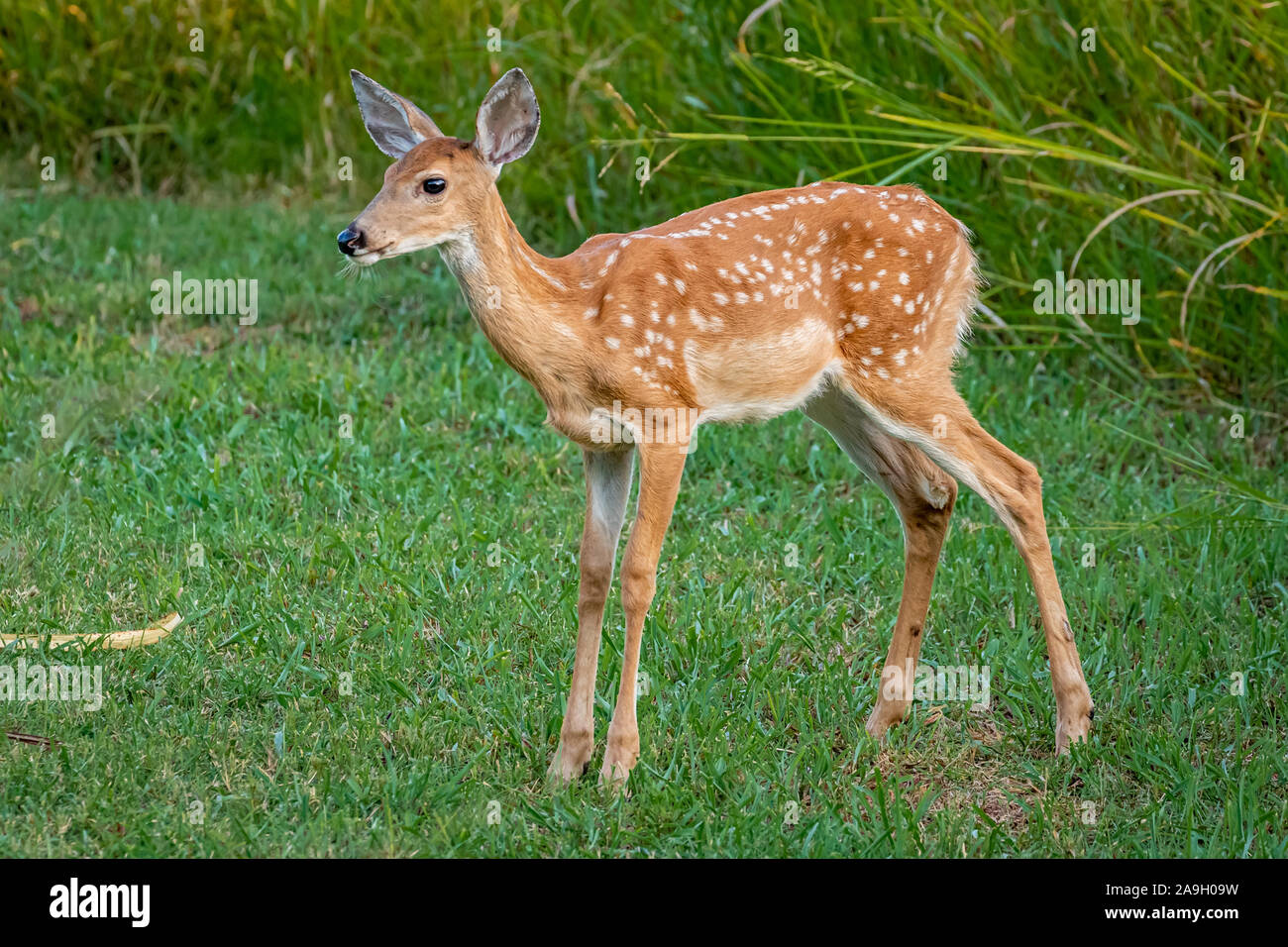 Whitetail deer doe and fawn (Odocoileus virginianus) in Oklahoma Stock