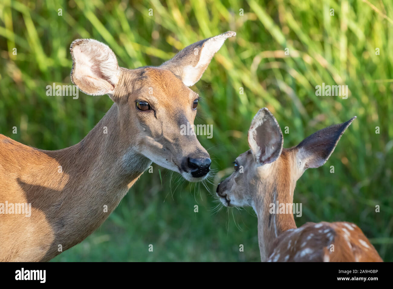 Whitetail deer doe and fawn (Odocoileus virginianus) in Oklahoma Stock