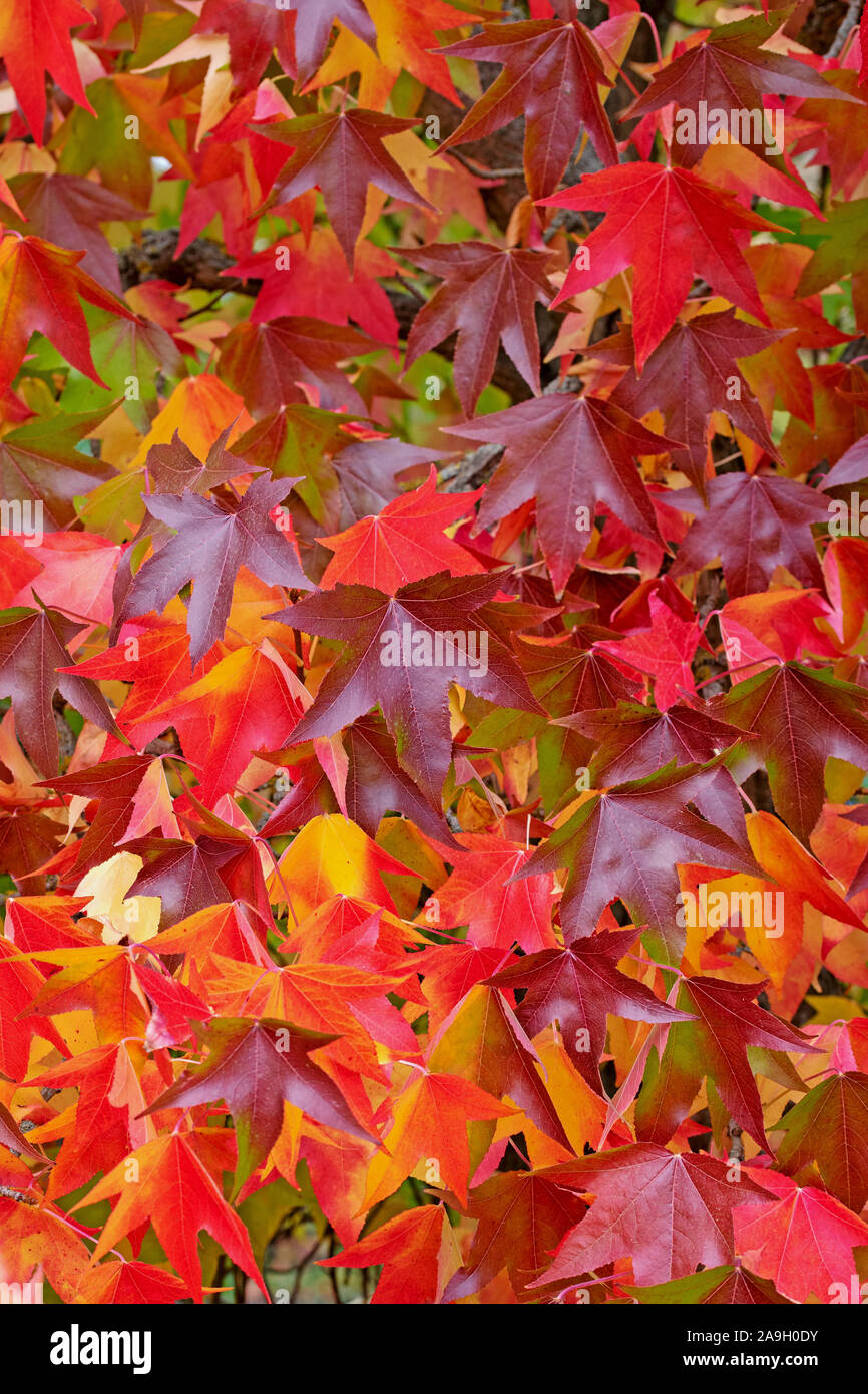 American amber tree in autumn Stock Photo