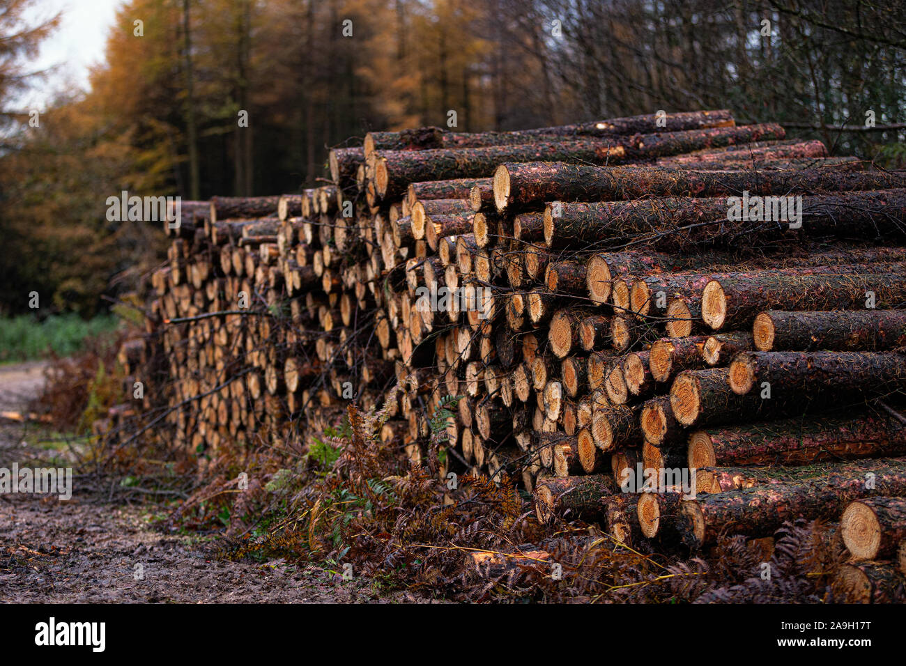 Freshly cut logs, logging sawmill, rolls of log's Cannock Chase forest