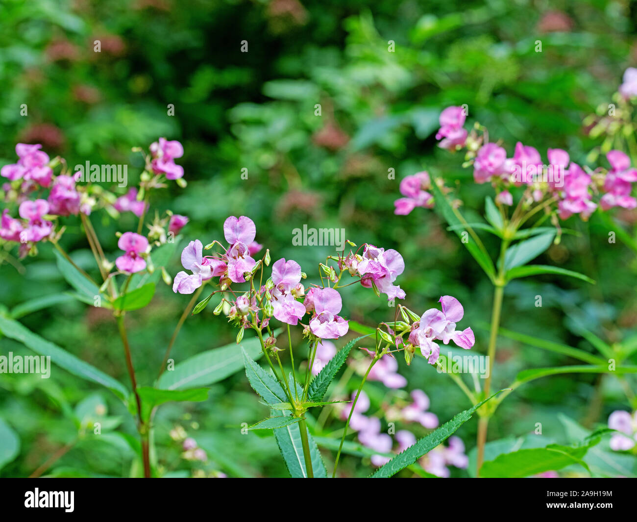 Blossoming balsam,impatiens glandulifera Stock Photo
