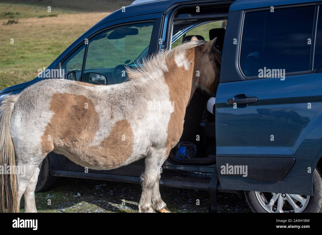Wild Dartmoor pony with its head inside the car of a tourist, Devon, England, UK Stock Photo