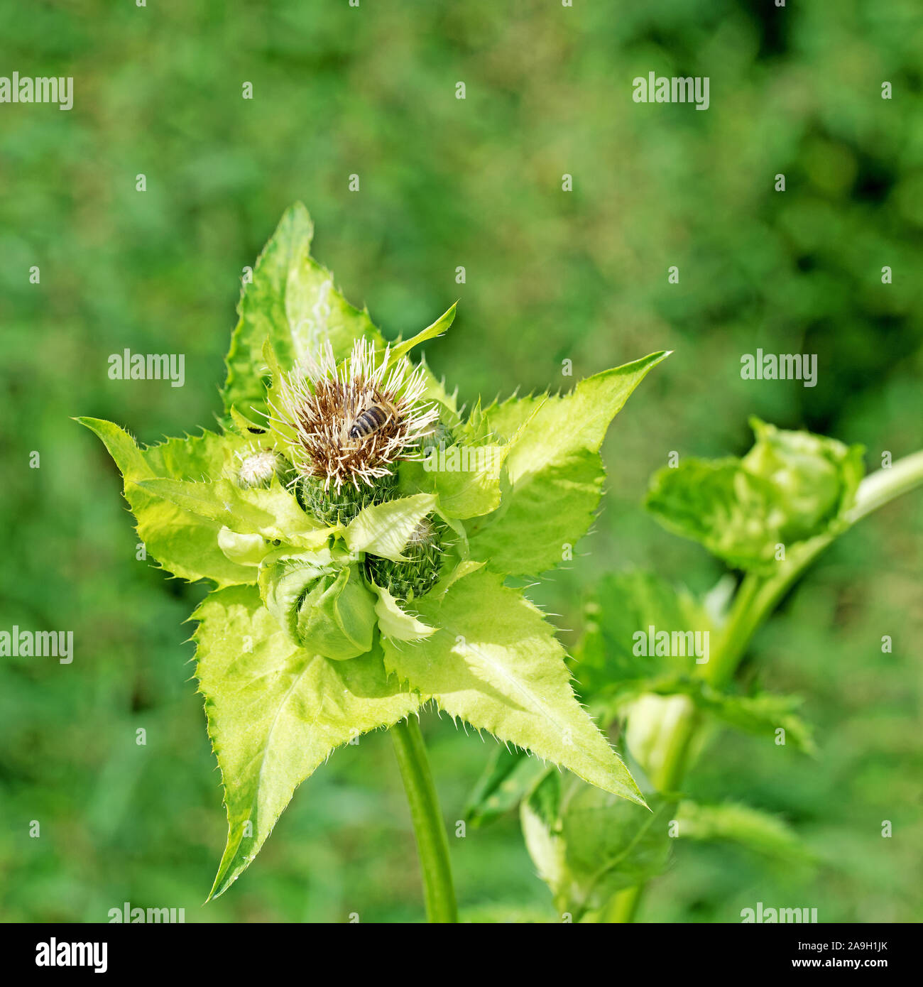 Flowering cabbage thistle, cirsium oleraceum Stock Photo