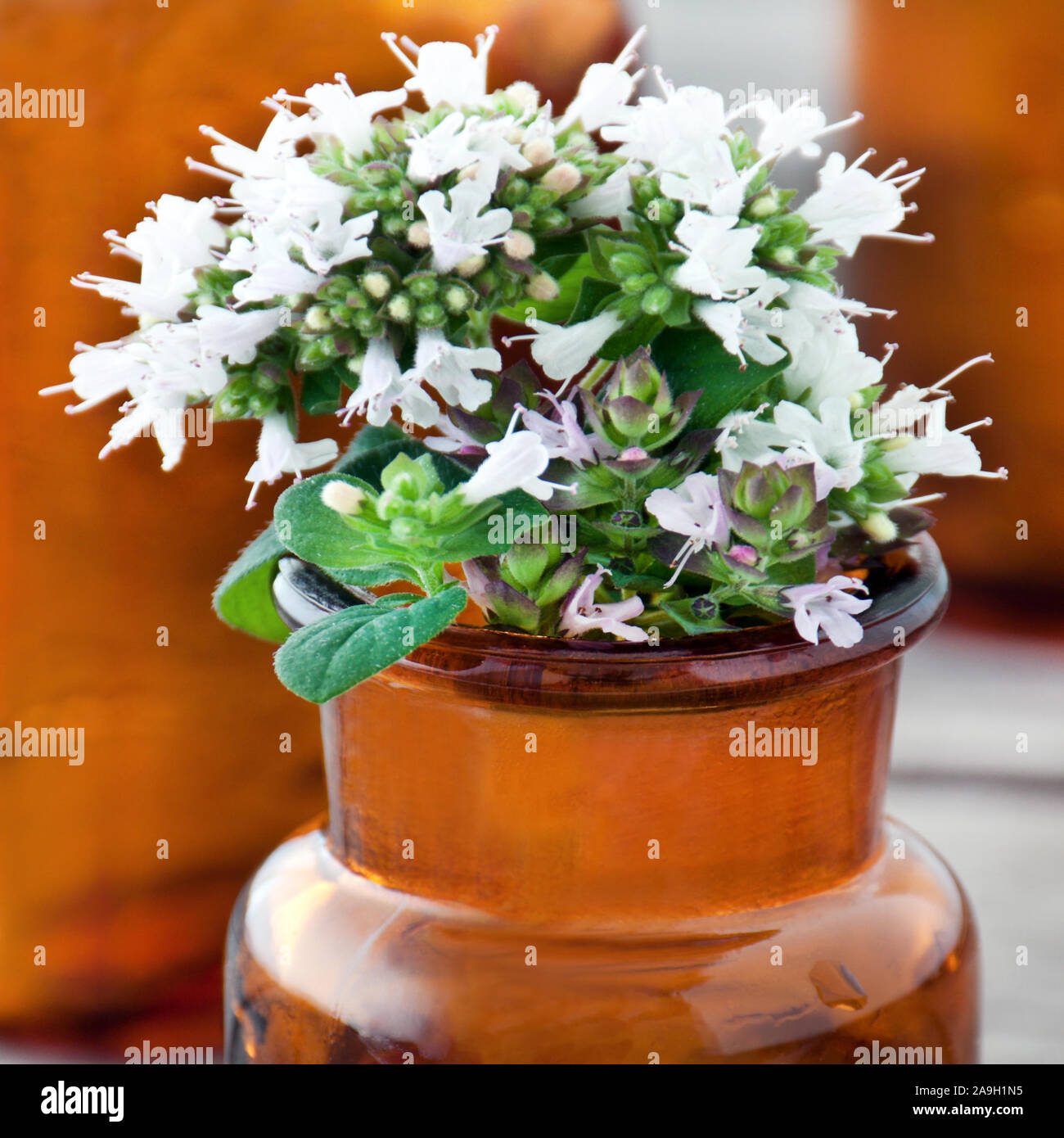 Marjoram Oregano oil herbal medicine Stock Photo Alamy