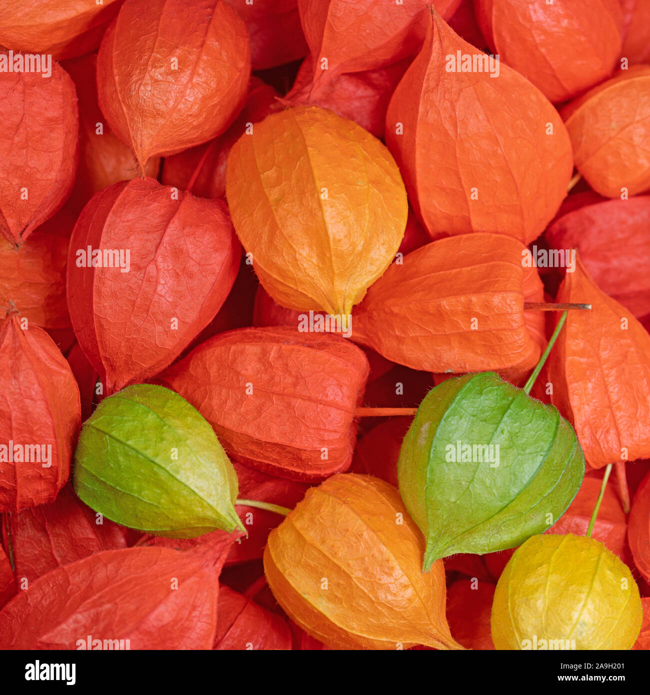 Lampionblume, physalis alkekengi, Früchte Stock Photo