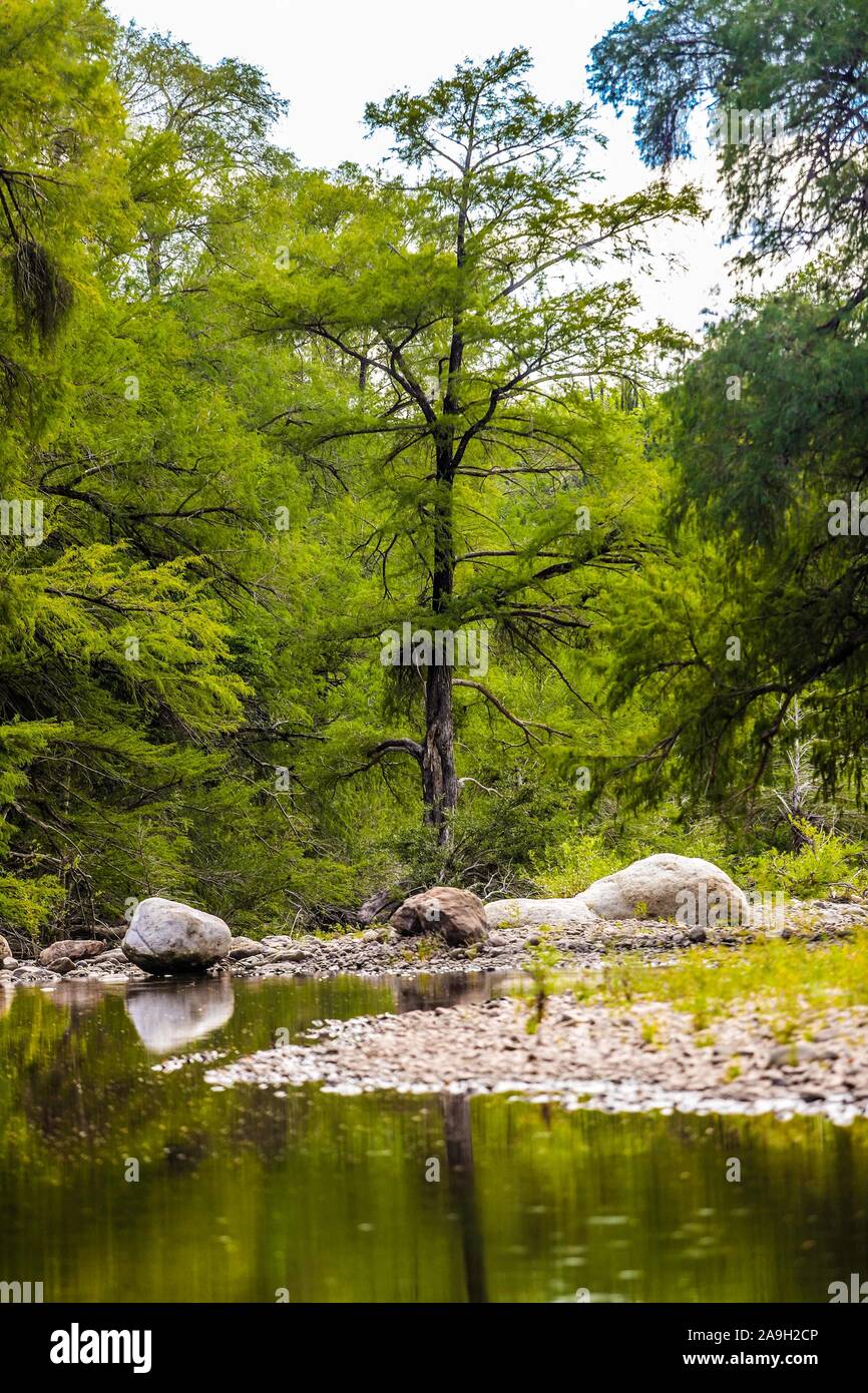Cuchujaqui River in the Monte Mojino Reserve with an ecosystem of low