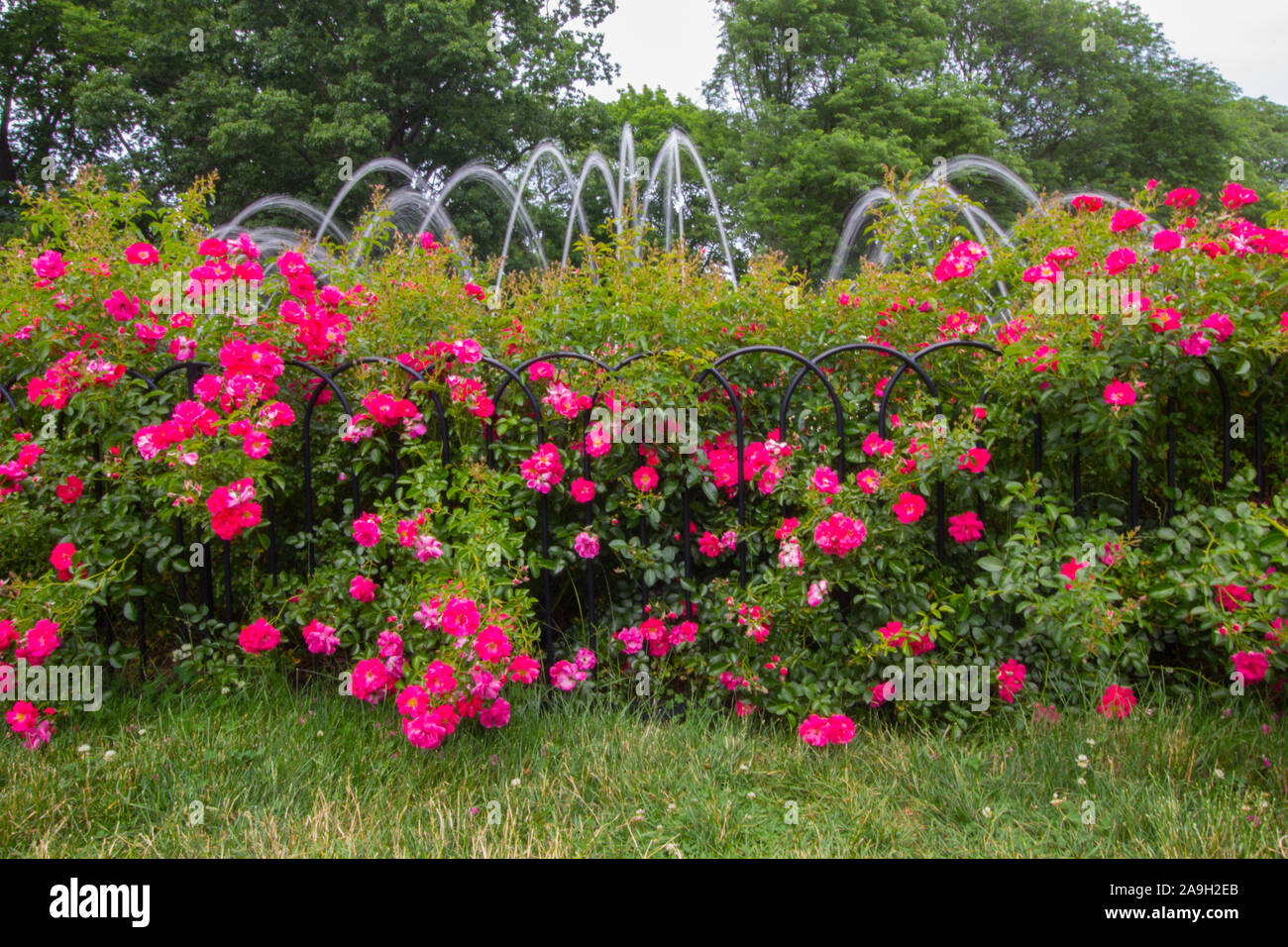 Park of Roses, Columbus, Ohio Stock Photo Alamy