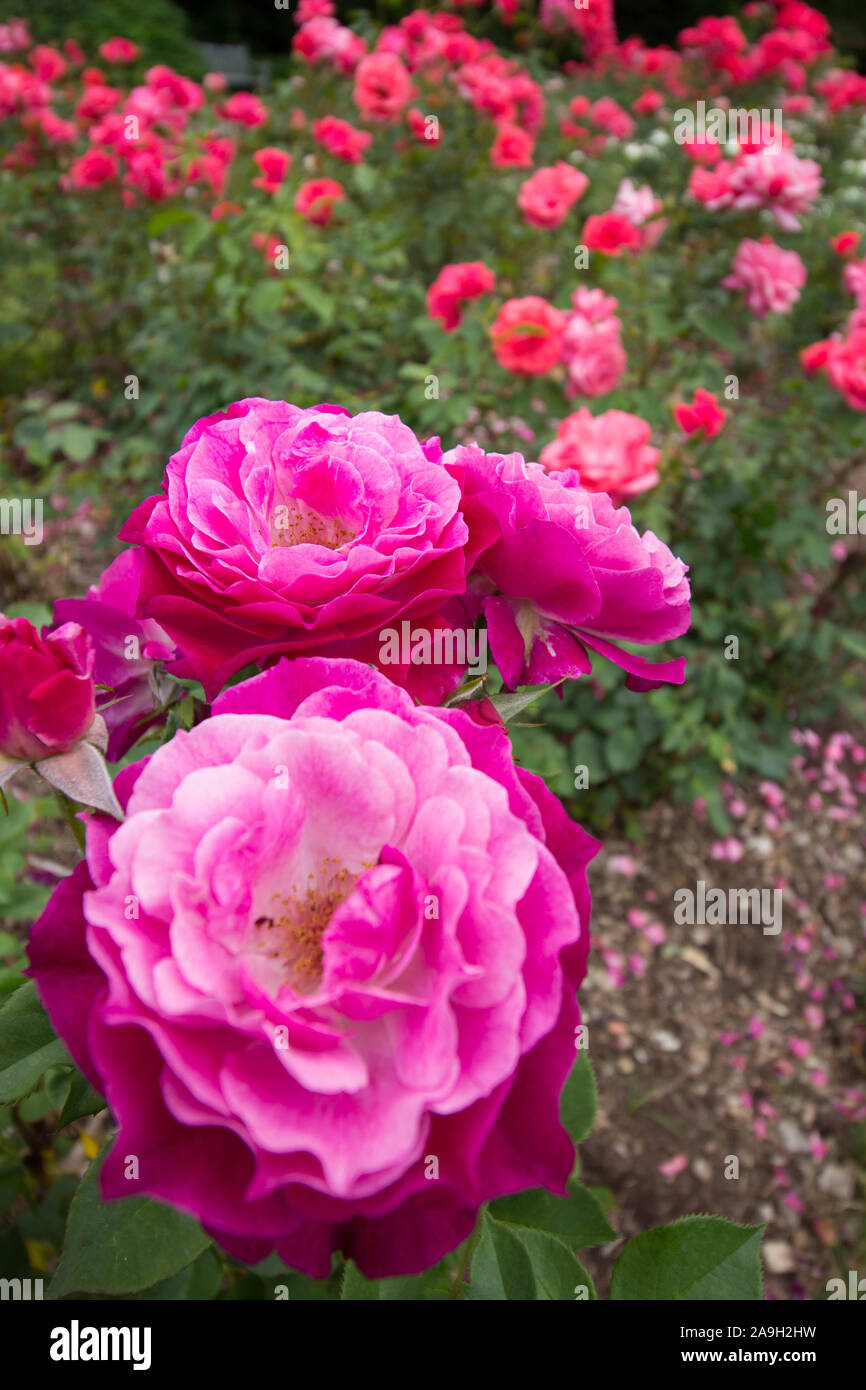 Park of Roses, Columbus, Ohio Stock Photo Alamy