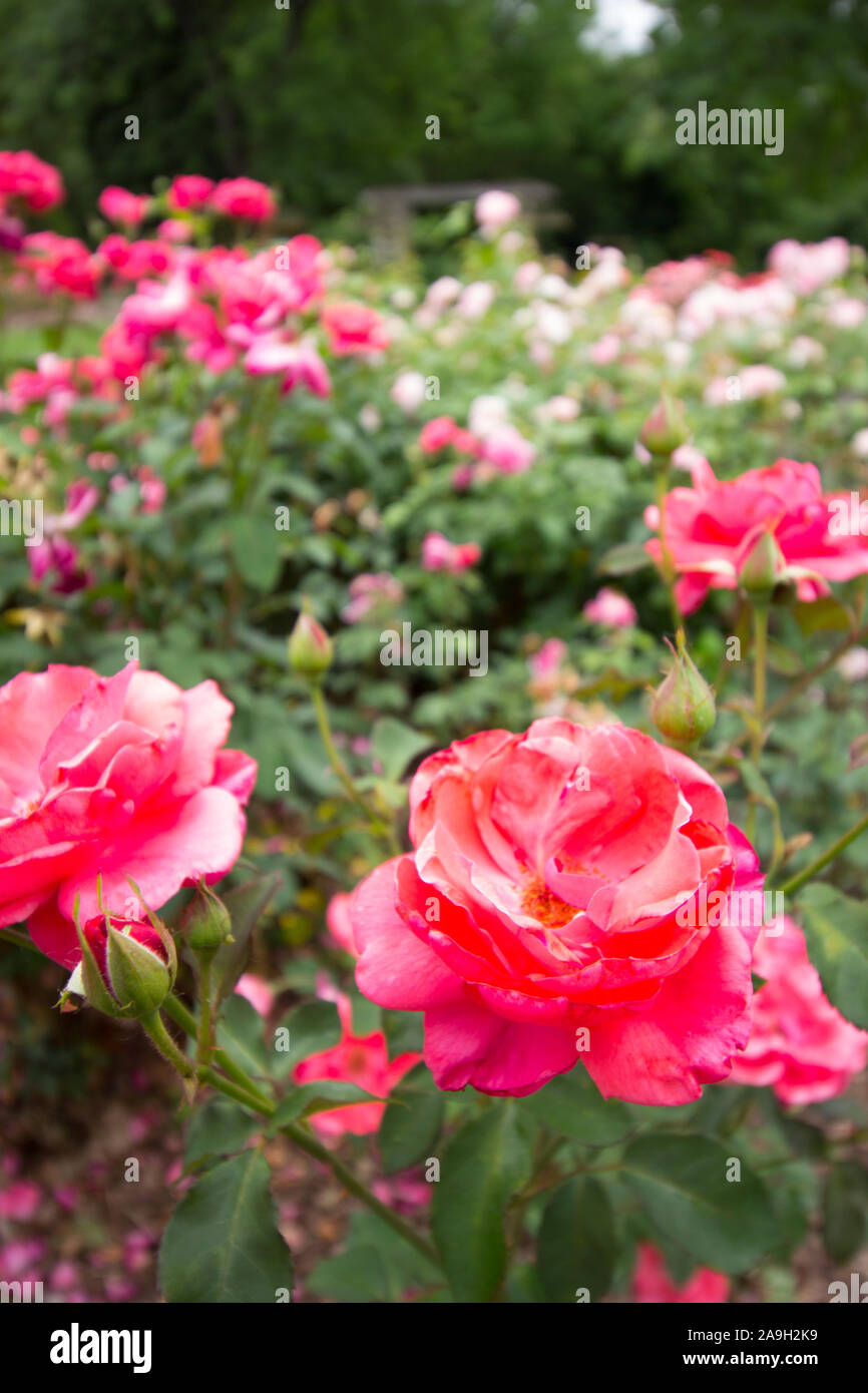 Park of Roses, Columbus, Ohio Stock Photo Alamy