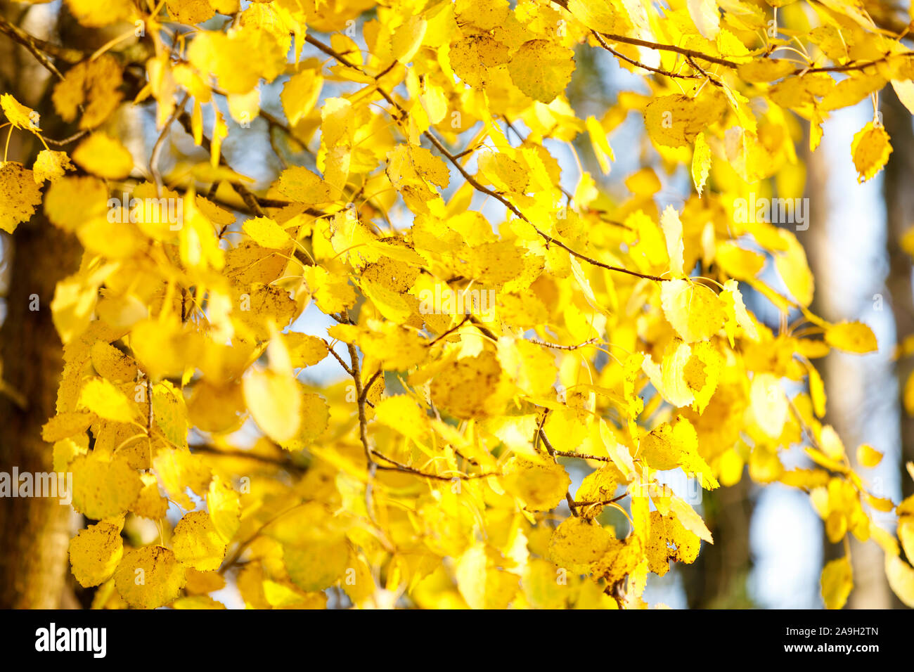 Golden tree leaves hi-res stock photography and images - Alamy