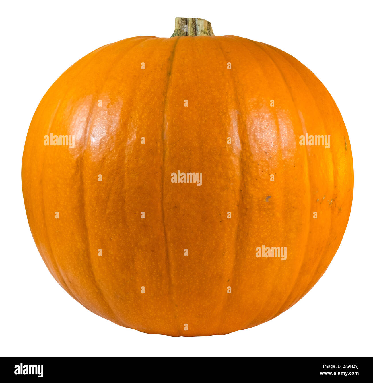 An Isolated Pumpkin For Halloween On A White Background Stock Photo - Alamy