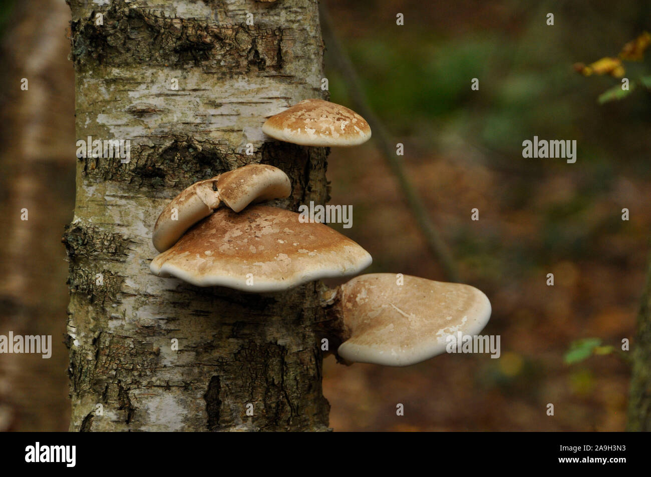 Razor strop fungi hires stock photography and images Alamy
