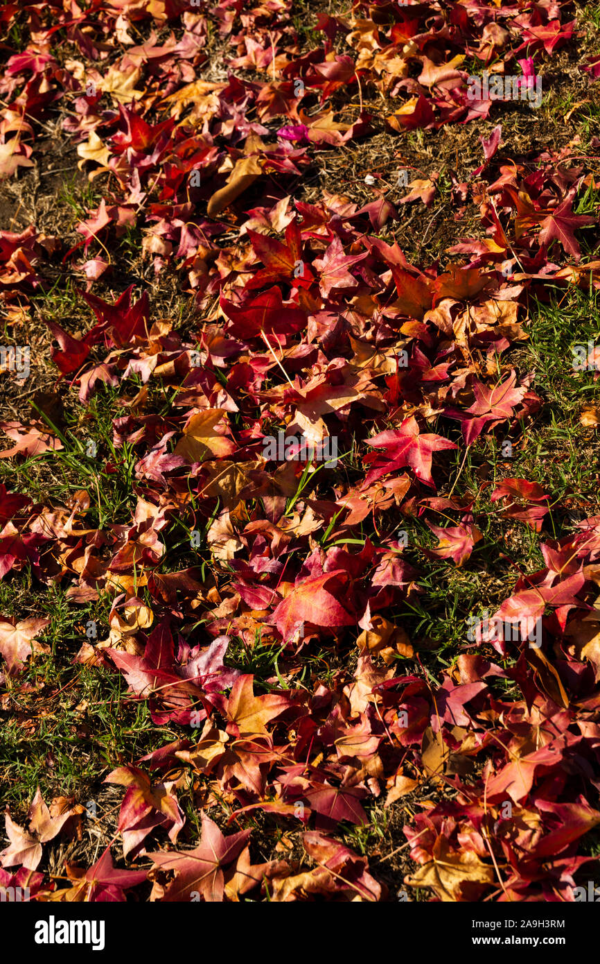 Autumnal Fall colour on fallen leaves on the ground. California, United States of America. Stock Photo