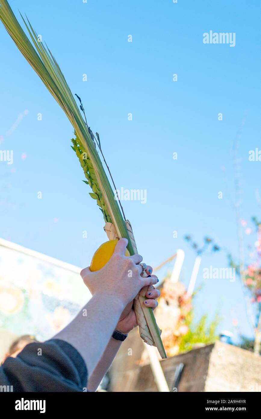 Close-up of hands of a worshiper performing the ritual of shaking the lulav and etrog, traditionally performed during the Jewish holiday of Sukkot, Lafayette, California, October 20, 2019. Courtesy TH Productions Stock