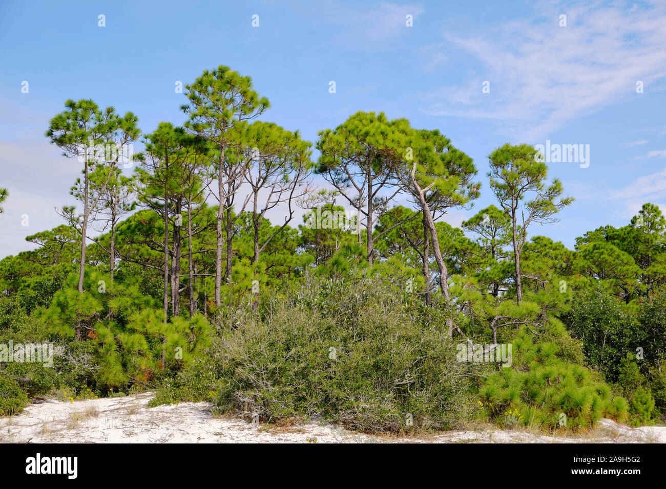 Longleaf pine trees and scrub pines growing in the sand dunes of Deer Lake State Park in south Walton County of the Florida panhandle, USA. Stock Photo
