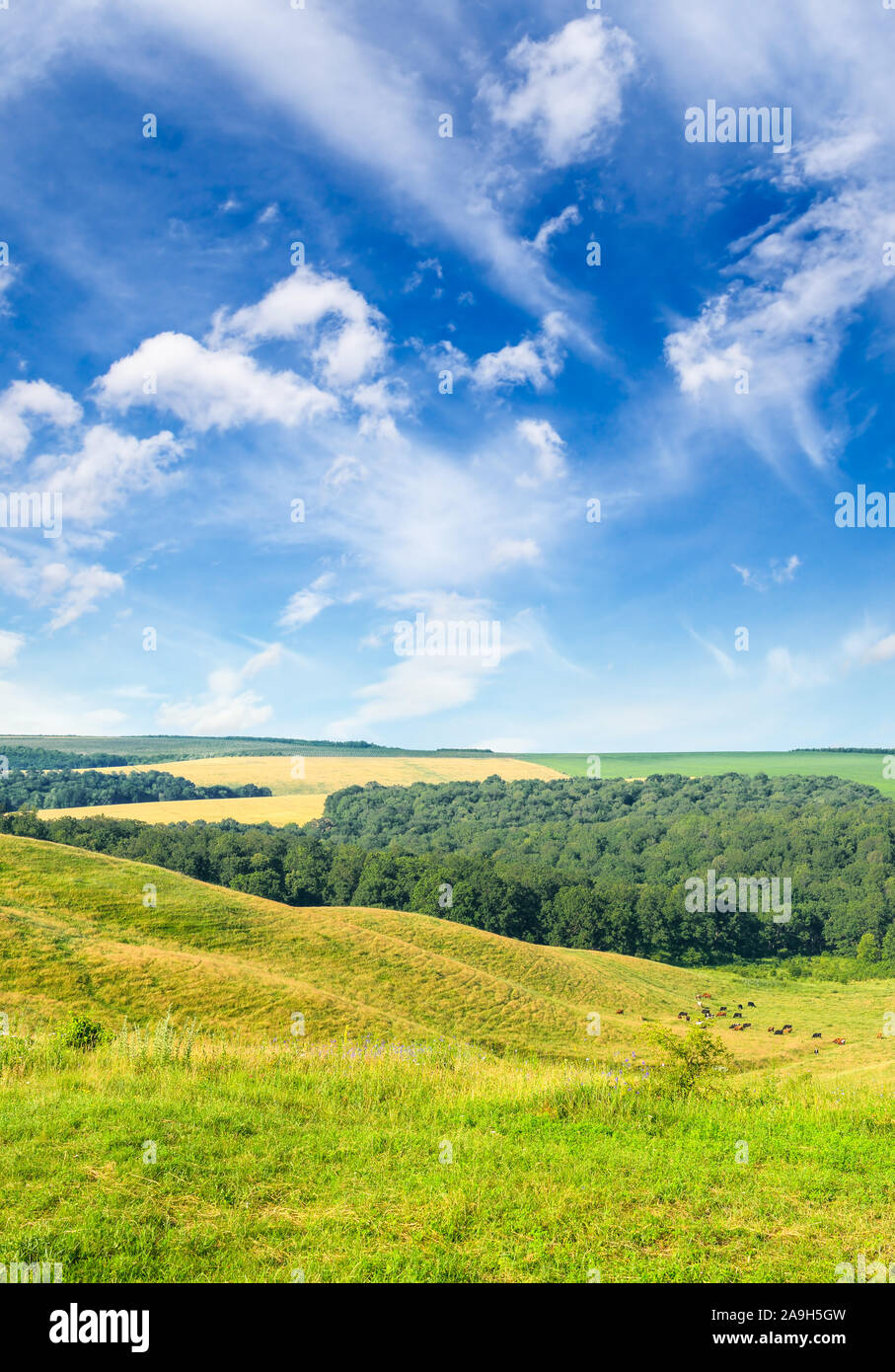 Magnificent pasture landscape and bright blue sky Stock Photo