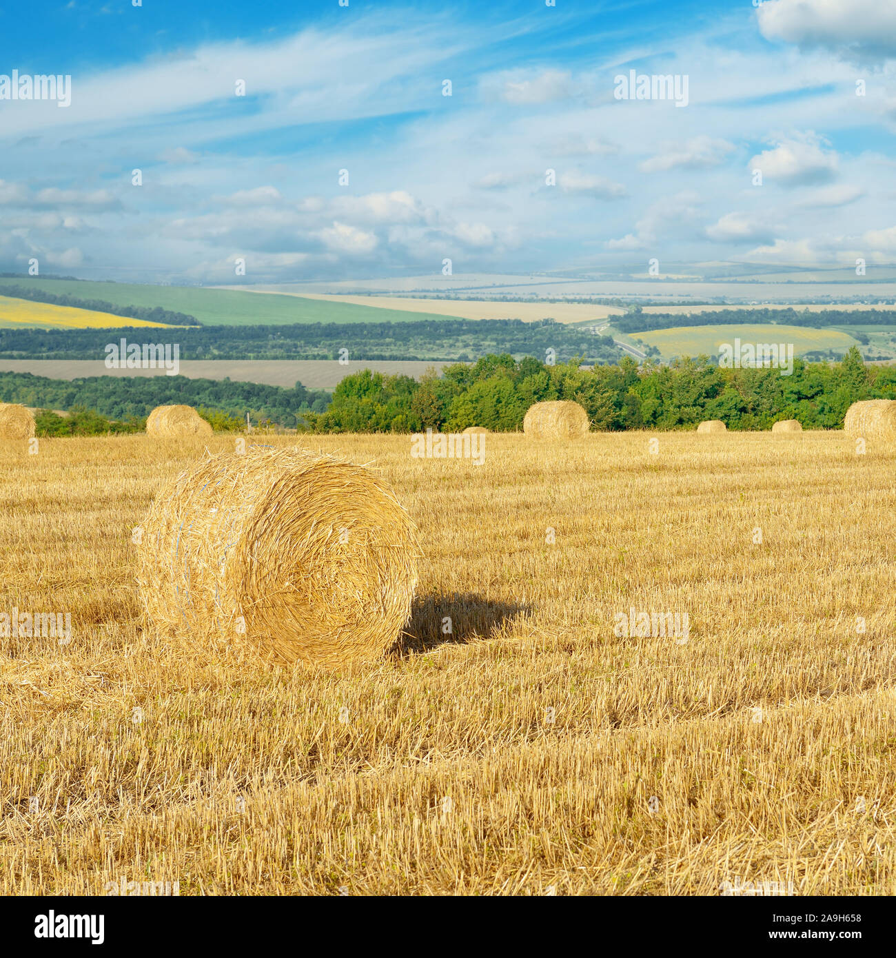 Straw bales on field after harvest and blue sky Stock Photo - Alamy