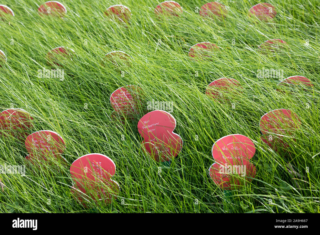 Artificial symbolic 'poppies' each with a personal message cover a grassy bank in the Commonwealth War Graves Commission (CWGC) Tyne Cot military ceme Stock Photo